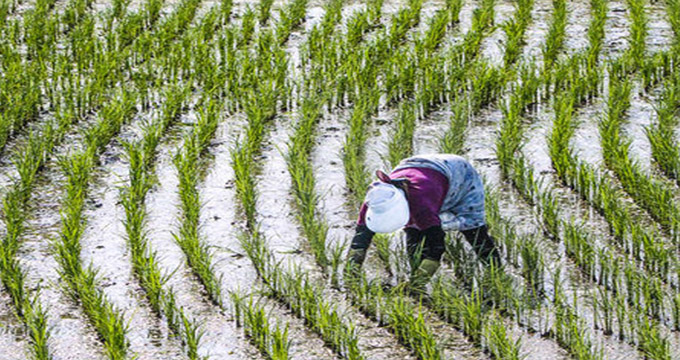 سایه بحران آب بر کشت برنج