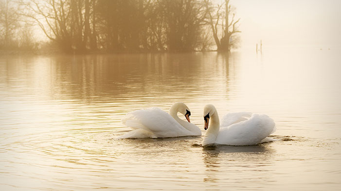 Swans-White-Birds-Couple-Grace-Water-Fog-Haze