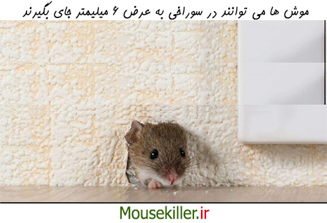 ورود موش ها به خانه