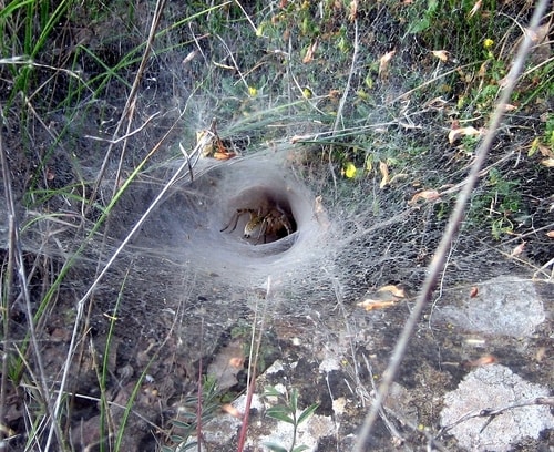 تار عنکبوت از نوع قیف مانند