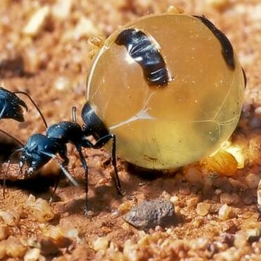 مورچه عسل