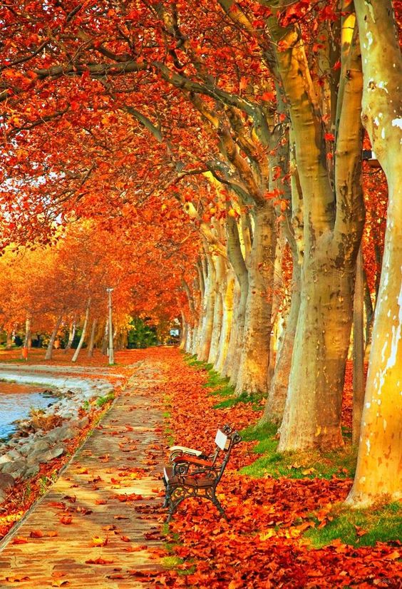 عکس طبیعت پاییزی با کیفیت بالا
