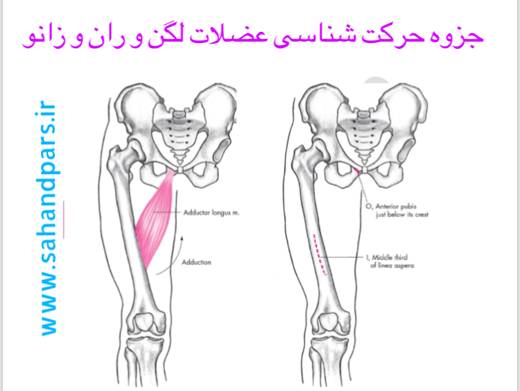 جزوه حرکت شناسی عضلات لگن و ران و زانو