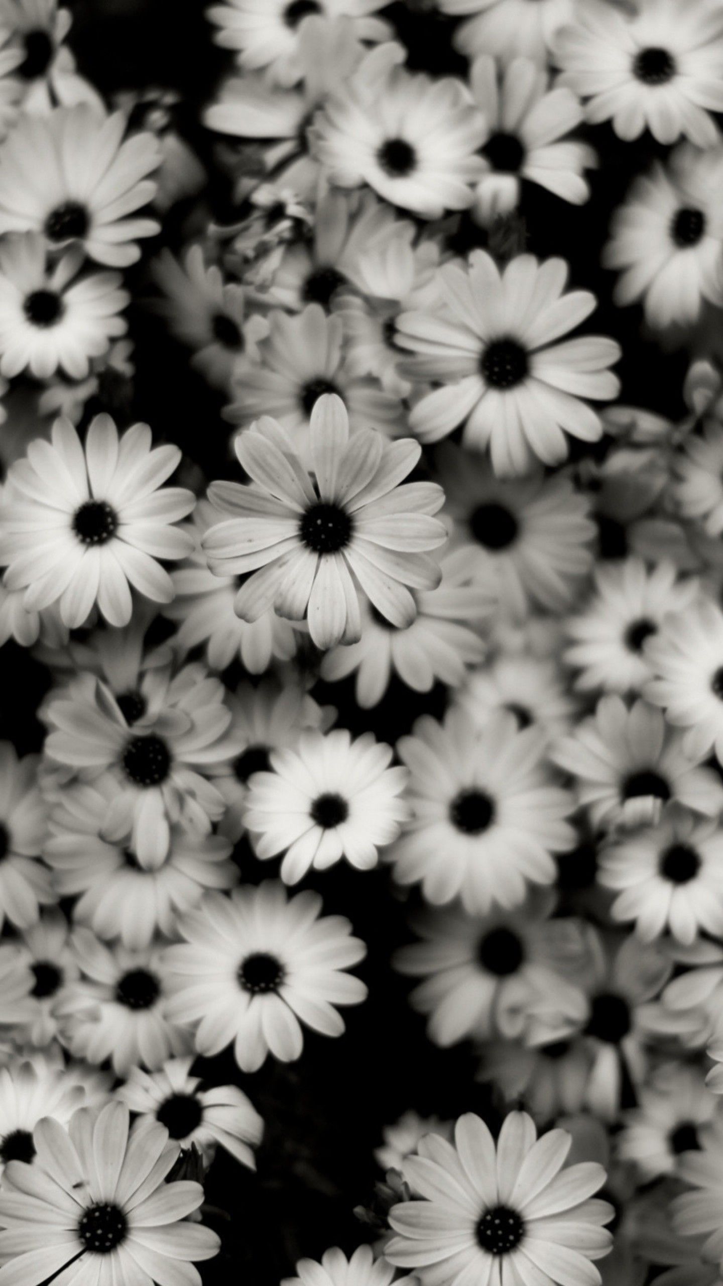 Cineraria-flower-dark-wallpapers.jpg