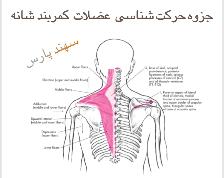 حرکت شناسی عضلات کمربند شانه