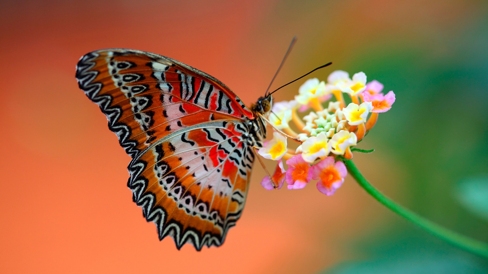 butterfly-on-flower-wallpaperz-1080.jpg