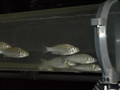 sea bass