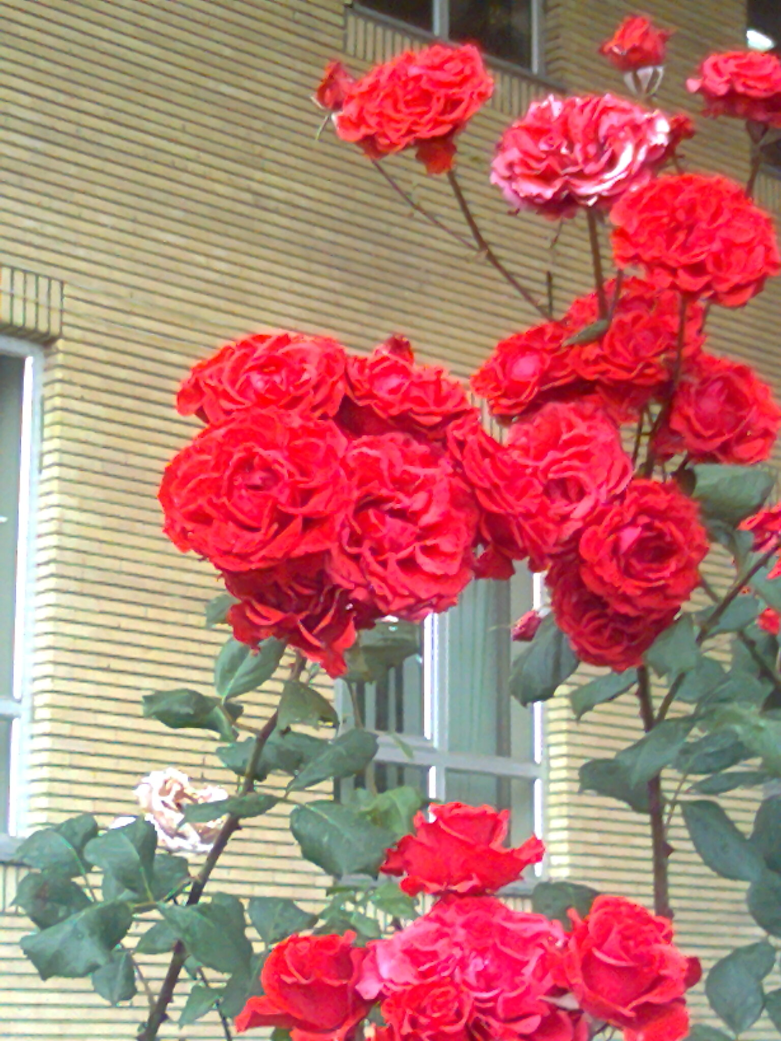 تو آنگونه ای مـــــــــــــــادر …