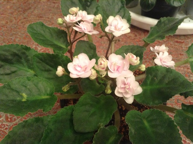 african violet maryam  -  بنفشه آفریقائی مریم