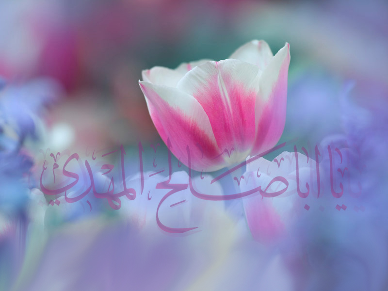 پژوهه