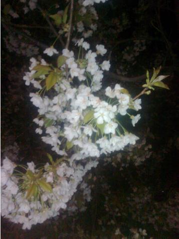 آموزش زبان