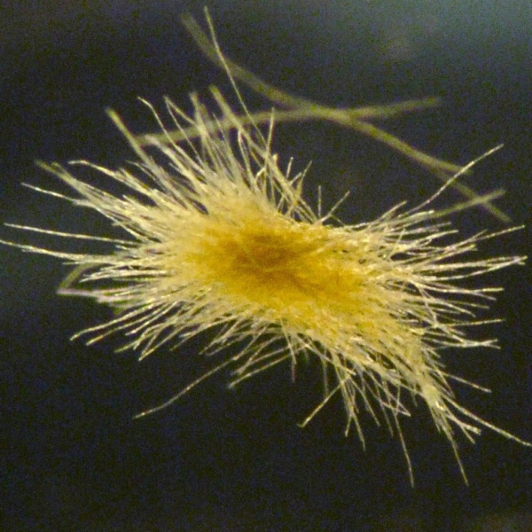 trichodesmium