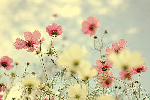 اردی بهشت هست .. هوای بهشت هست .. گل ِ بیشمار هست.. ولیکن تو نیستی..