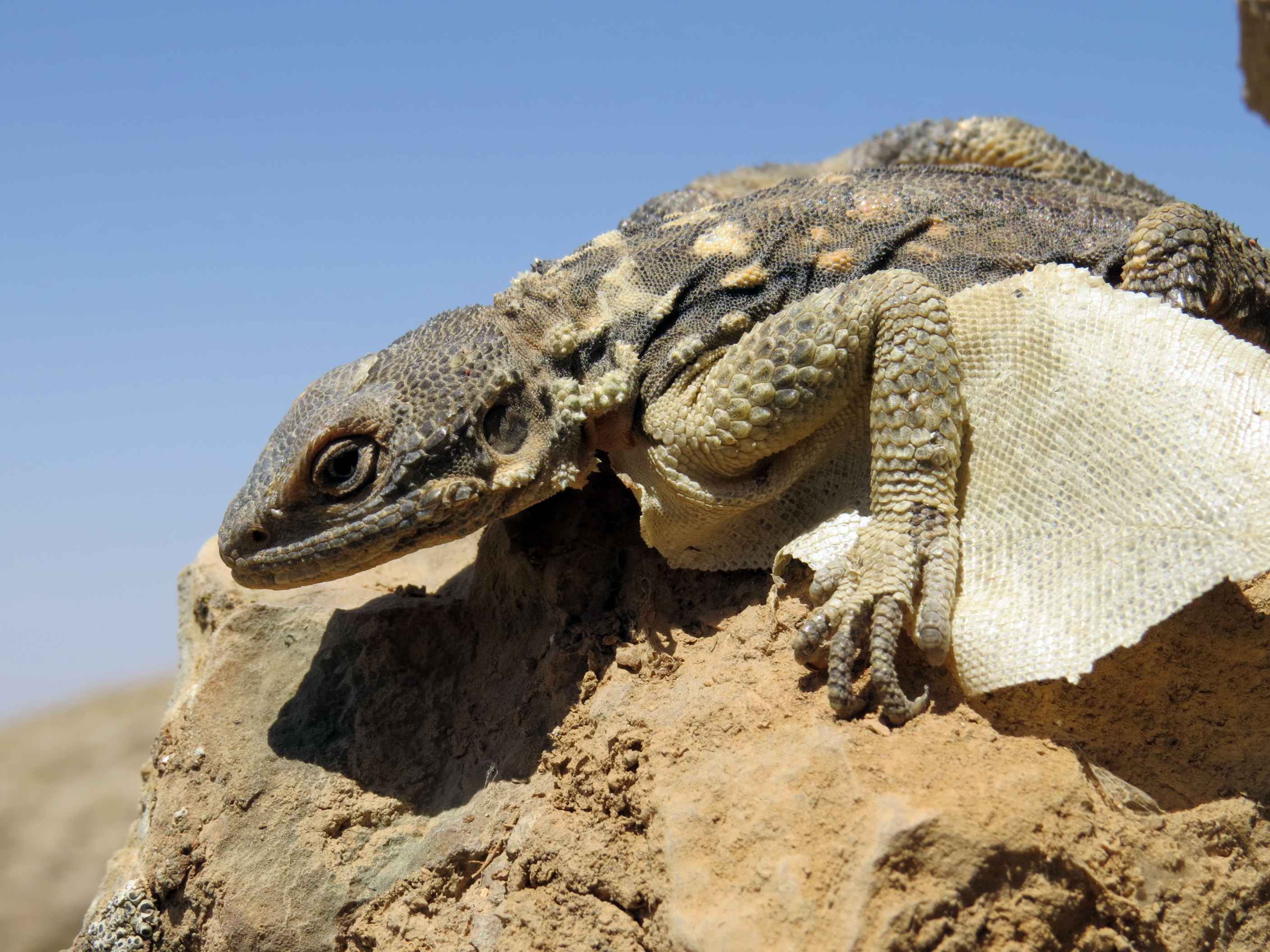 pictures of savannah monitor lizards