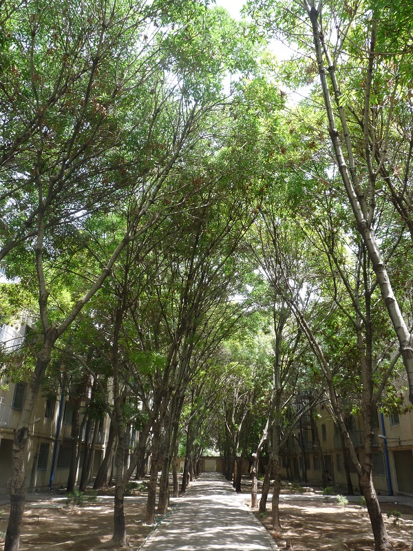درخت‌های خوابگاه شهرک امام