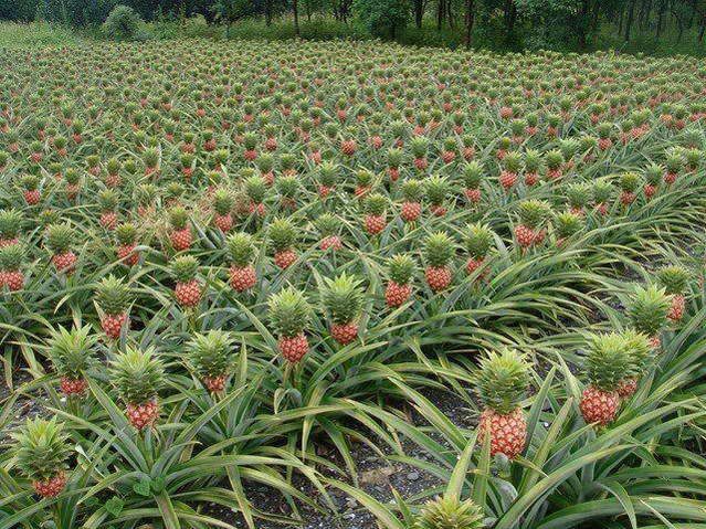 ananas