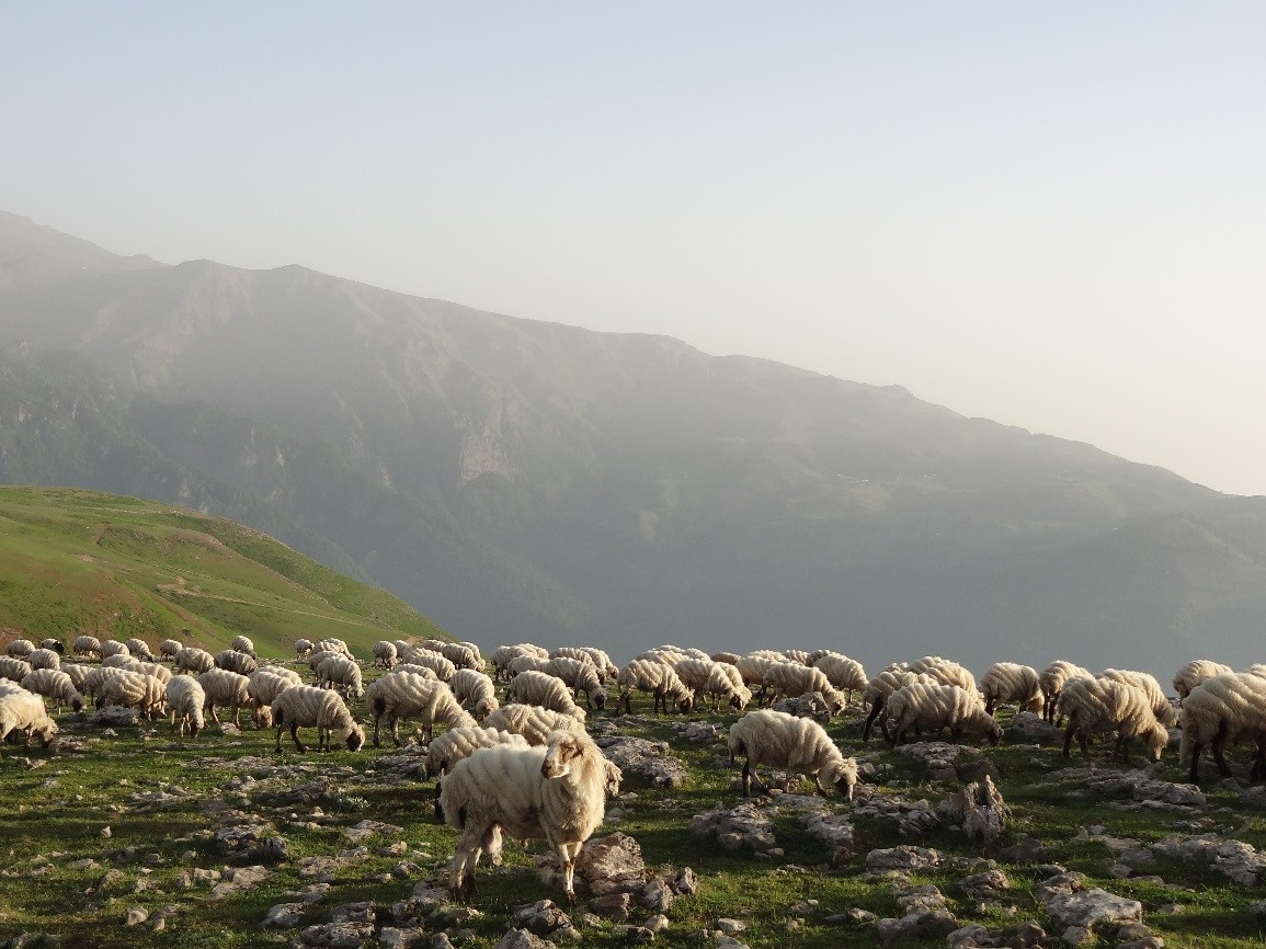 گوسفندان با فرم خاص سوباتانی...