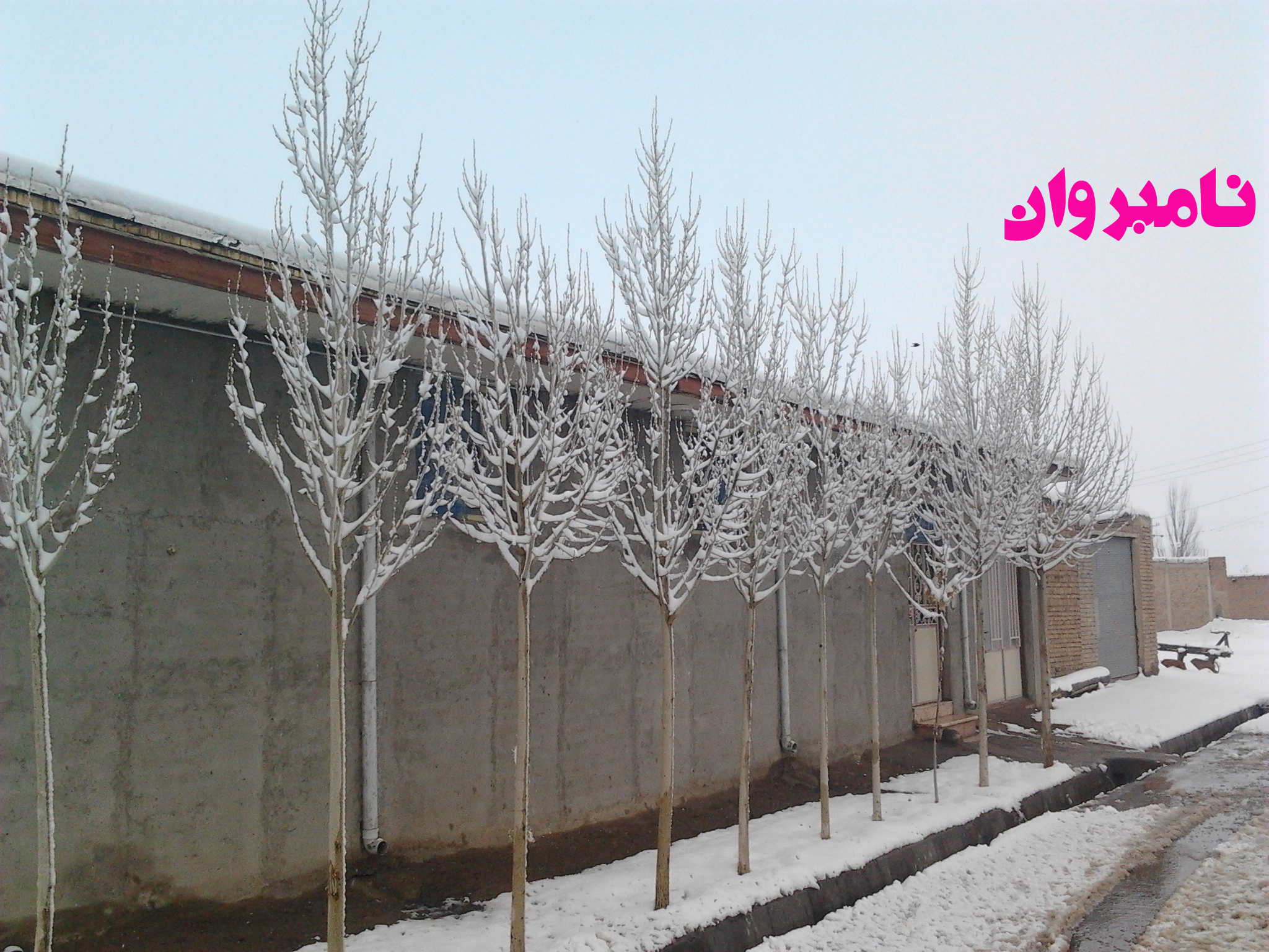 sharabian