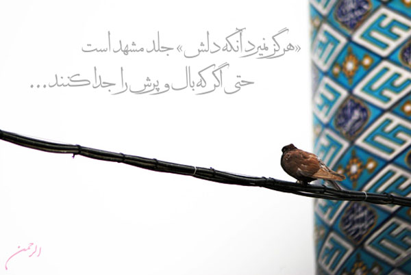 یا امام رئوف