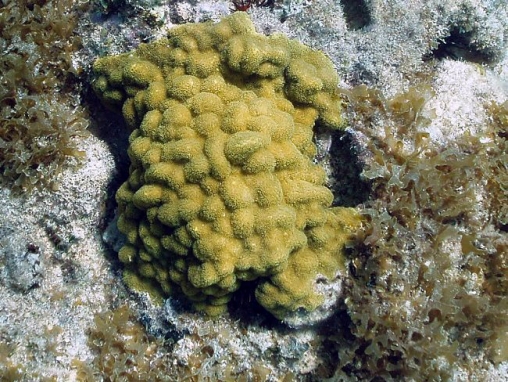 Porites astreoides