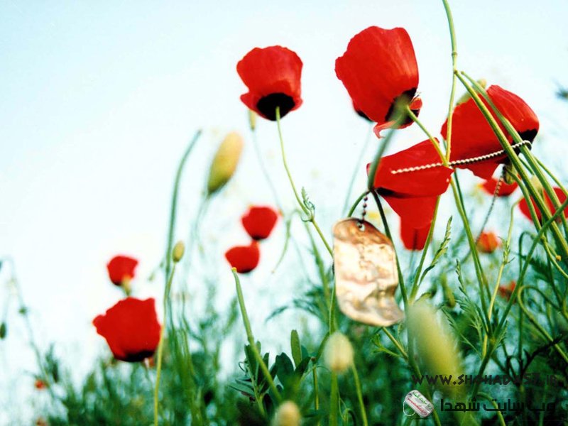شهدای شهرستان ورزنه