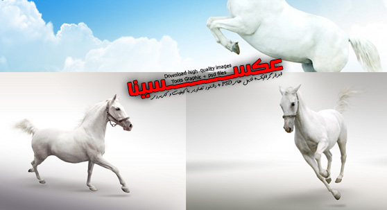 تصاویر با کیفیت با موضوع حیوانات(اسب) - بخش دوم