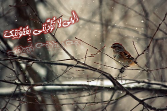 الهی لا تودبنی بعقوبتک