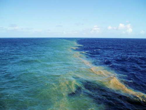 trichodesmium_bloom