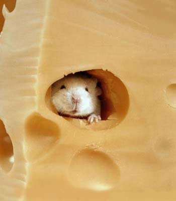 cheese