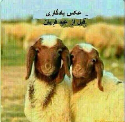 سلفی عید قربان