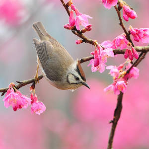 بهار، پرنده ای بر شاخسار پر شکوفه درختان