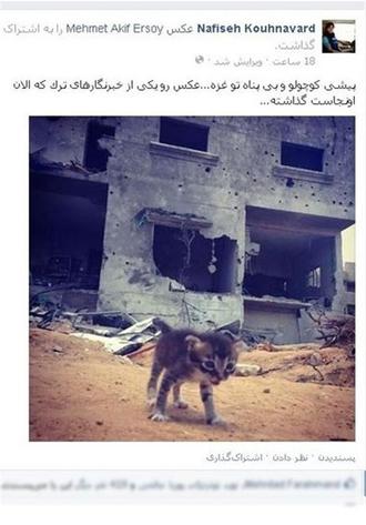 گربه غزه