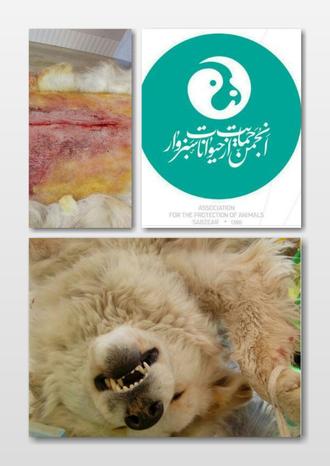 دختر خجالتی