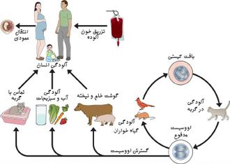 چرخه توکسوپلاسموز