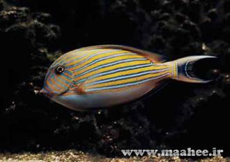 Acanthurus-lineatus.jpg