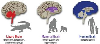 brain parts