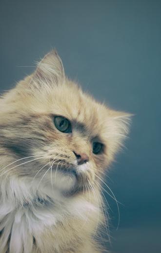 گربه با چشم آبی