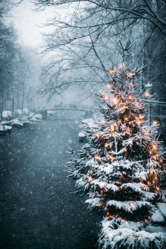 درخت کریسمس در روز برفی