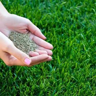 بذر چمن سوپر اسپرت هلندی