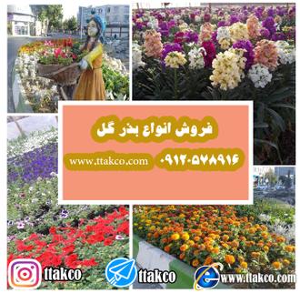 بذر گل و نشا گل برای شهرداری ها