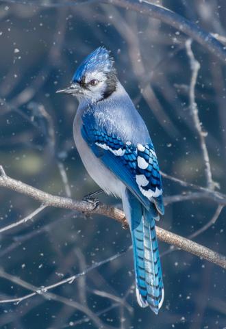 والپیپر موبایل پرنده آبی blue jay