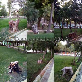 عکس درختان قطع شده پارک ۱۵ خرداد بیجار