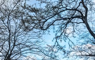 والپیپر زمستانی از درختان و آسمان
