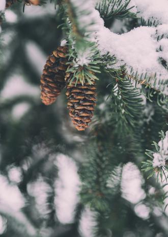 والپیپر درخت کاج پوشیده از برف