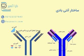 ساختار آنتی بادی - دایا اکسیر