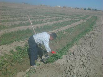 محمود داوری فر در حال خاک دهی و علف زنی نهال گوجه فرنگی