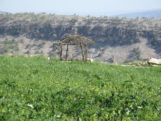 نمای زیبا