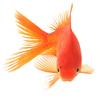 ماهی گلی  ماهی قرمز