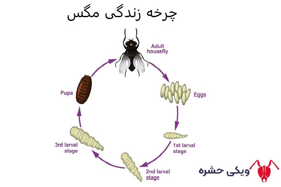 چرخه زندگی مگس