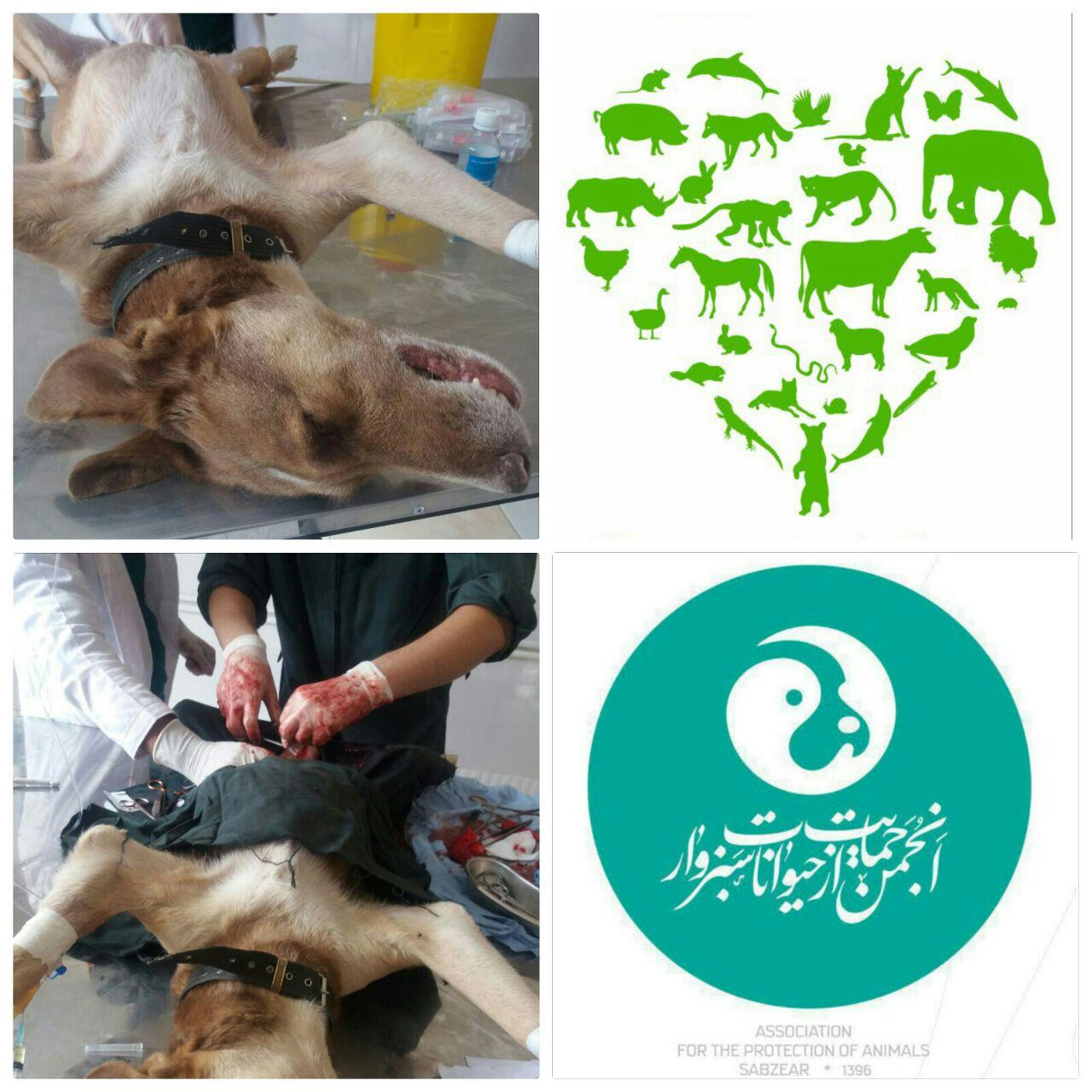 قهوه ای